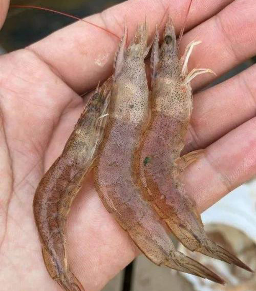 对虾弧菌病