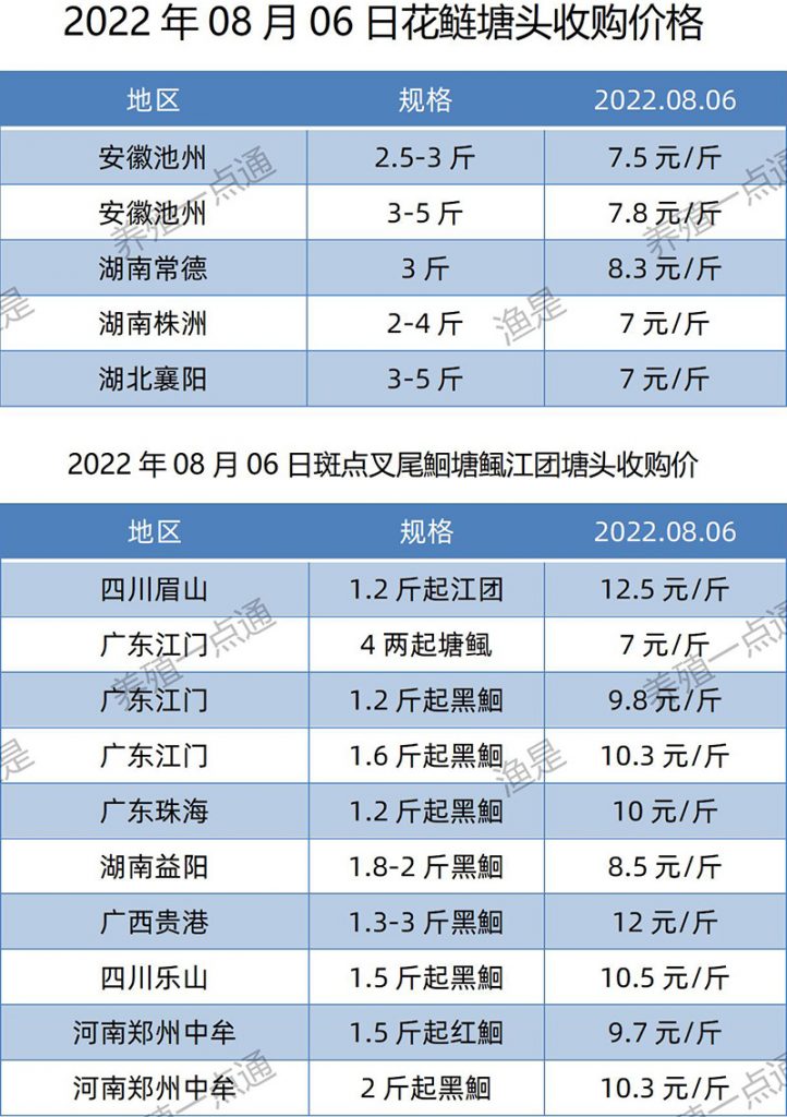 2022.08.06，花鲢、斑点叉尾塘头收购价