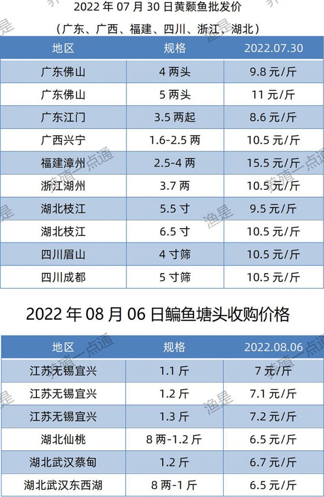 2022.08.06，黄颡鱼、鳊鱼塘头收购价