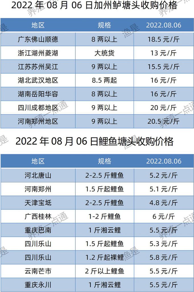 2022.08.06，加州鲈、鲤鱼塘头收购价