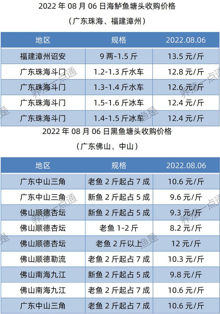 2022.08.06，海鲈、黑鱼塘头收购价