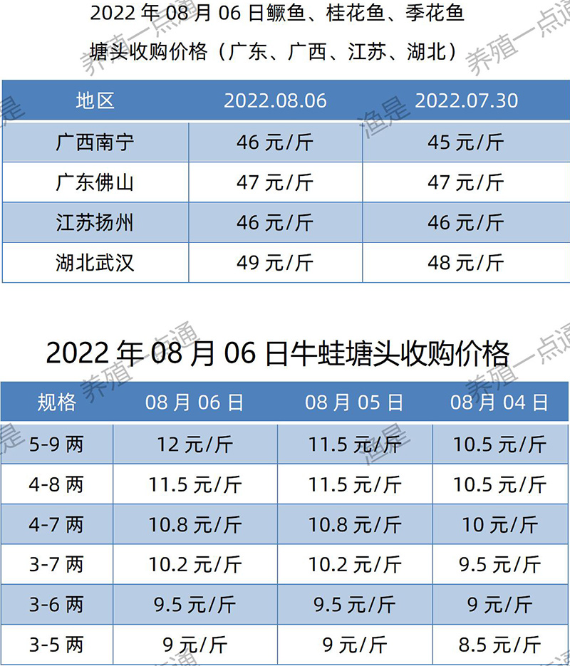 2022.08.06，鳜鱼、牛蛙塘头收购价