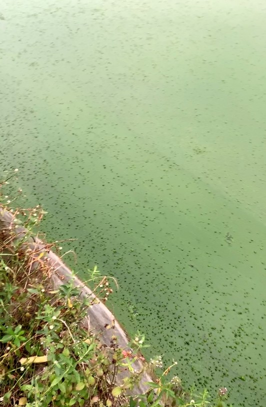 高温多雨，鱼虾塘三防：防应激、防倒藻、防病害