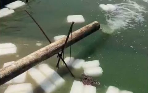 夏季高温鱼虾蟹养殖八要点，换水、植草、防病…