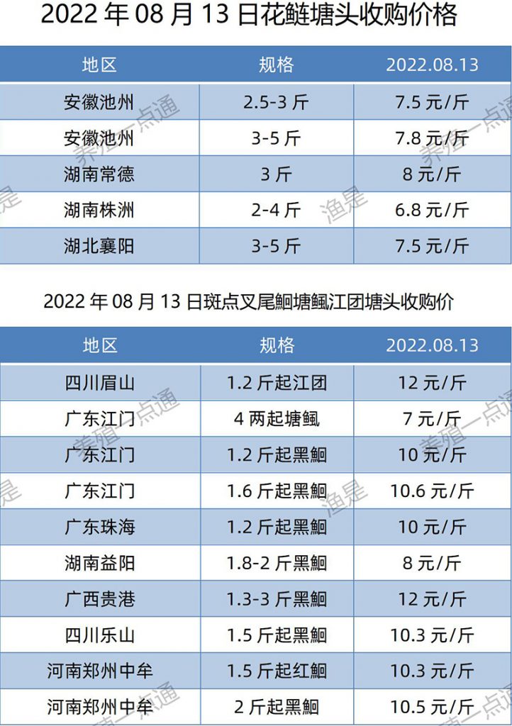 2022.08.13，花鲢、斑点叉尾鮰塘头收购价