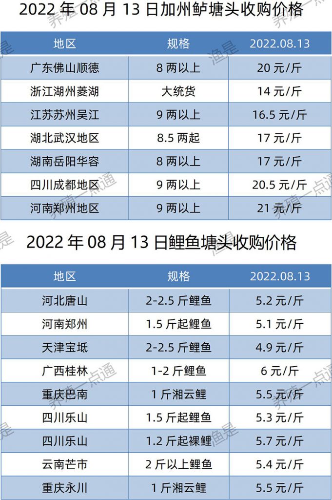 2022.08.13，加州鲈、鲤鱼塘头收购价