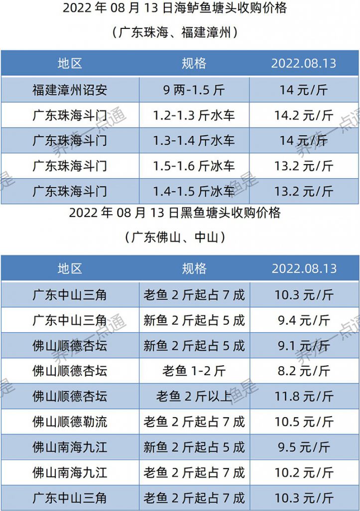 2022.08.13，海鲈、黑鱼塘头收购价