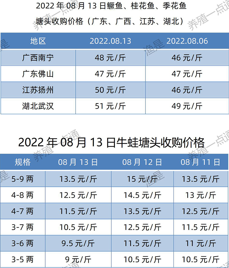 2022.08.13，鳜鱼、牛蛙塘头收购价