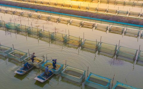 河蟹病害夏季高温防控，勤调水消毒，强免疫