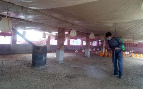老鸡舍彻底消毒123