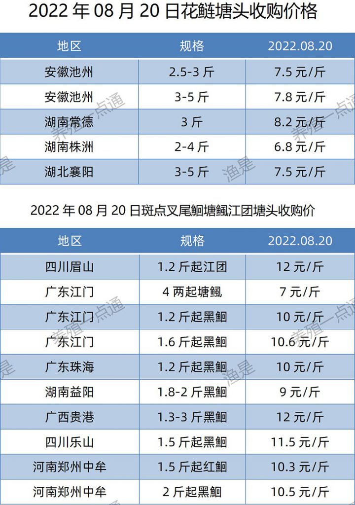 2022.08.20，花鲢、斑点叉尾鮰塘头收购价