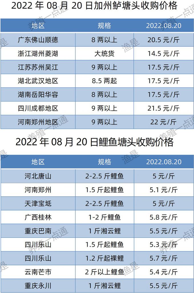 2022.08.20，加州鲈、鲤鱼塘头收购价