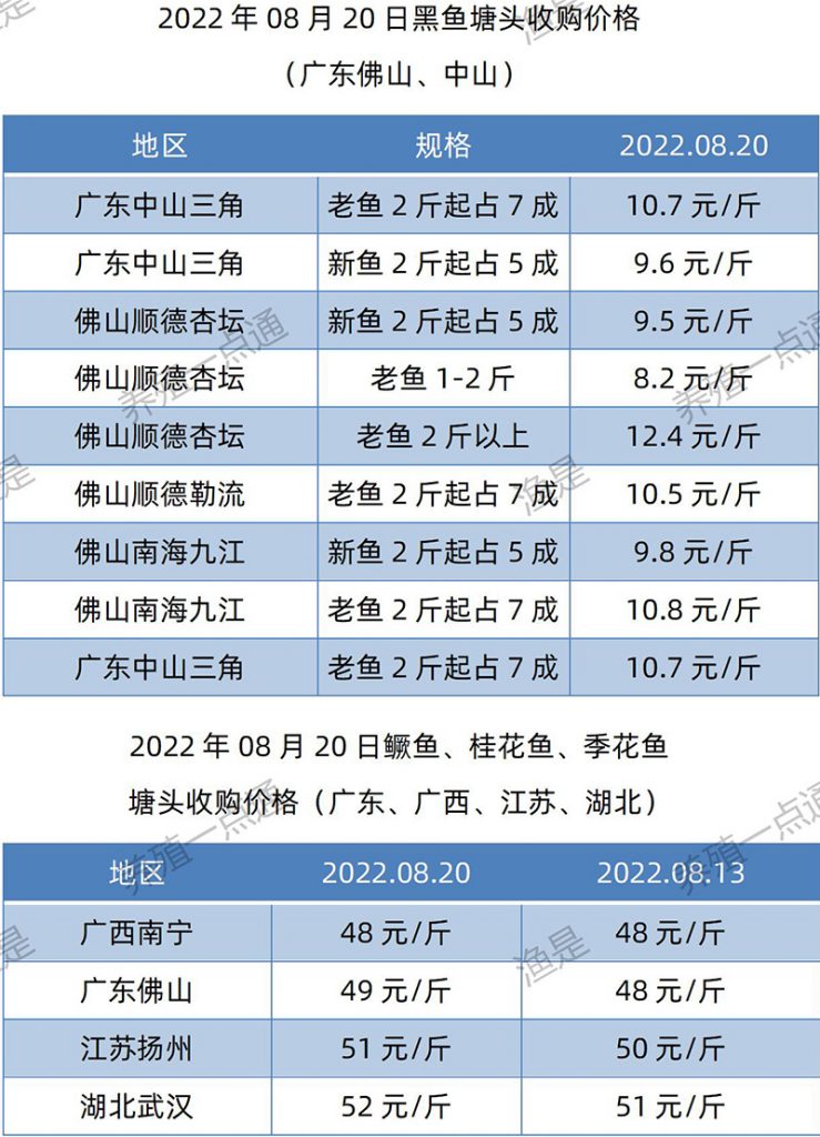 2022.08.20，黑鱼、鳜鱼塘头收购价