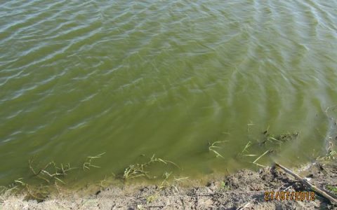 南美白对虾养殖六种水质异常预防+处理，菌相、藻相稳定