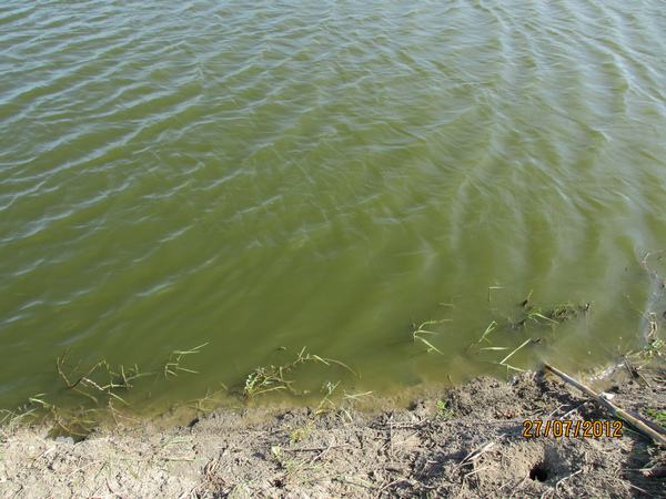 鱼虾塘水质调节