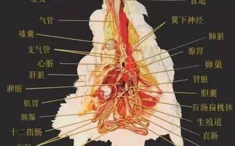 解剖诊断鸡病，三个器官很重要