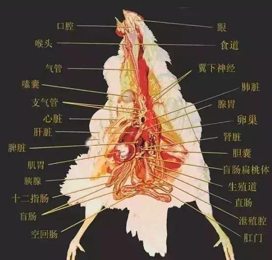 鸡病解剖