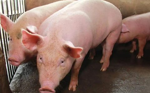 统计局：7月份能繁母猪存栏数据“出炉”！8月猪价可能在19-23元/Kg波动？