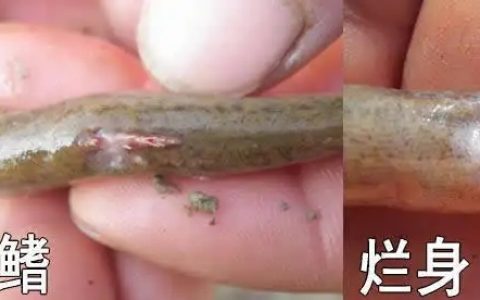 泥鳅赤皮病的防治，消毒、抗菌要定期