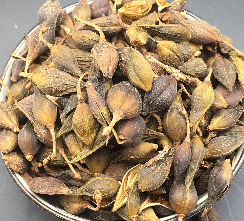 连翘