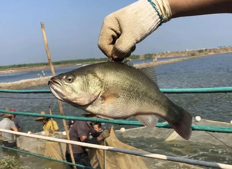 加州鲈