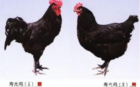 【鸡种大全】寿光鸡–百鸡之祖