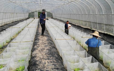 大棚养黄鳝，四季稳高产，教你饲料降成本