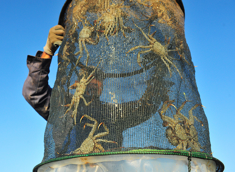 秋后养蟹，增氧、植草+增营养=膏肥黄满博高价