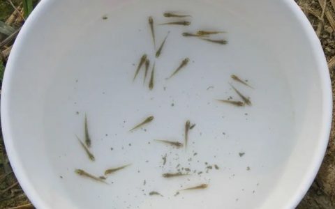 泥鳅养殖那些坑，育苗、清塘、调水、驱虫…