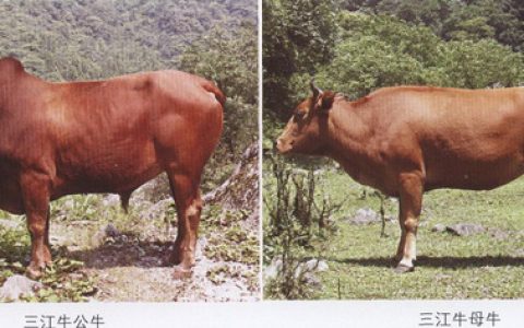 【牛种大全】三江牛