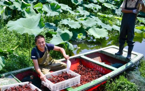 小龙虾混养九注意，鱼种、清塘、饲料、调水…，适时调整收益高