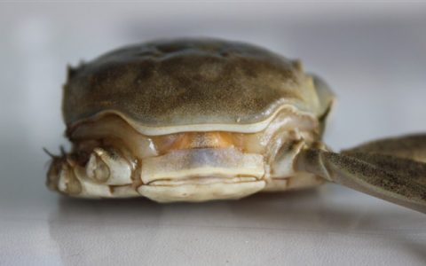 螃蟹疾病诊断、防治（一）——水肿病
