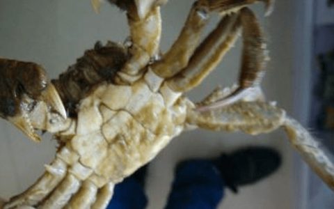 螃蟹疾病诊断、防治（二）——聚缩虫病
