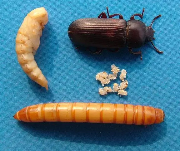 黄粉虫四阶段：卵、幼虫、蛹、蛾
