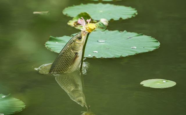 草鱼贪吃