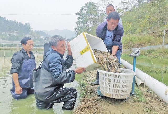 温棚越冬，延长泥鳅生长时间。