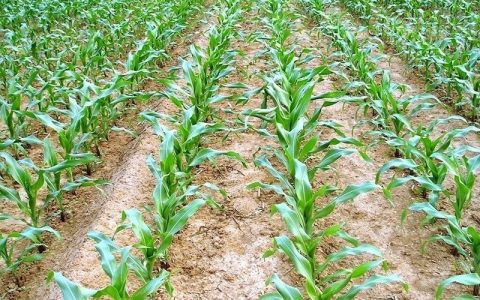 猪中毒系列（六）：氢氰酸中毒的症状和预防、治疗