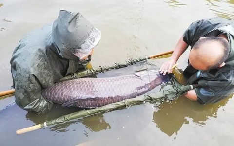 【青鱼套养花白鲢】8亩塘口青鱼高密度套养花白鲢，经验总结分享