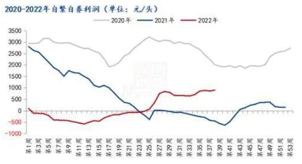 散养户比猪企更赚钱？抓住年底好时机！赚钱周期如何持续？