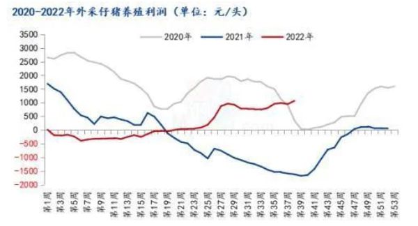 散养户比猪企更赚钱？抓住年底好时机！赚钱周期如何持续？