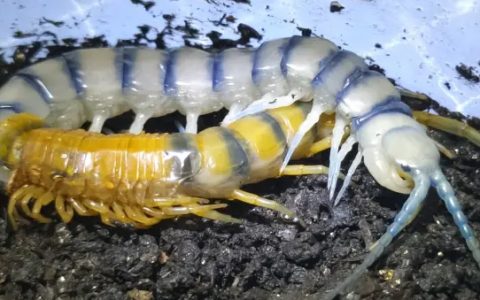 蜈蚣蜕壳病因、症状和防治