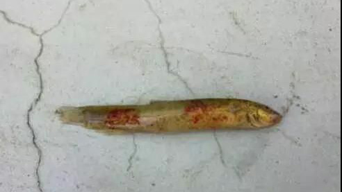 应激性出血病
