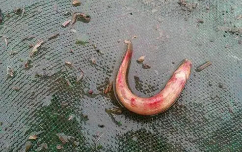 细菌性出血