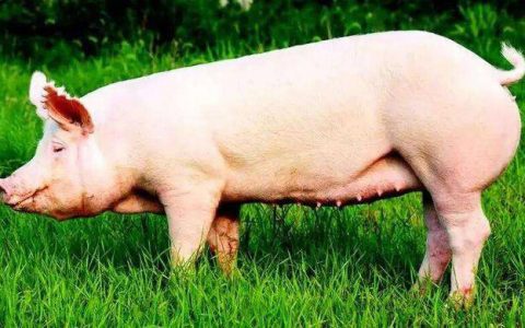 【母猪】后备母猪的选种、驯化、初情和产后护理
