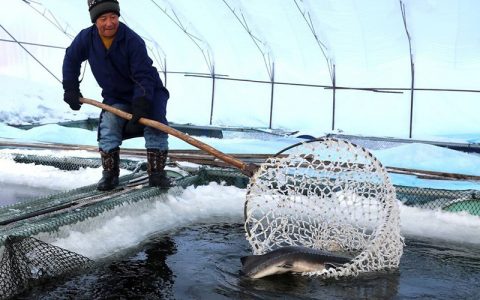 鱼塘冬季管理七要点，破冰、补精料、加水位…