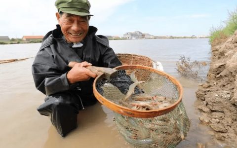 鲢鳙鱼种混养南美白对虾，滤食残饵、粪便，减轻改底压力
