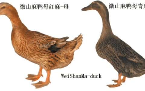 【鸭种大全】微山麻鸭