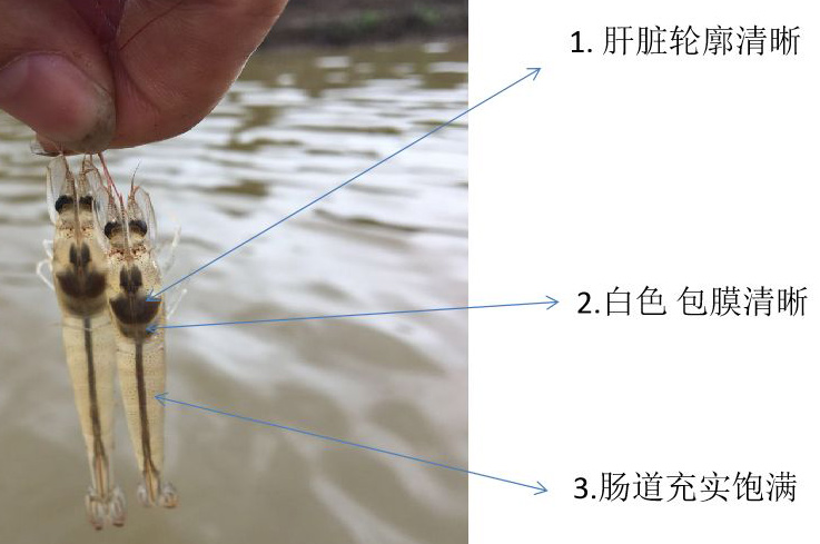 健康对虾，肝脏轮廓清晰、肠道充实饱满。