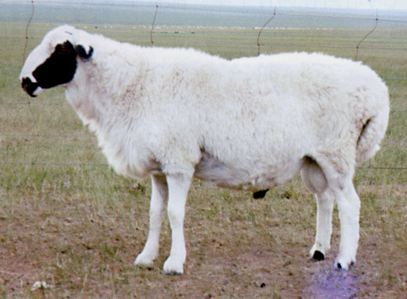 乌珠穆沁羊（公）