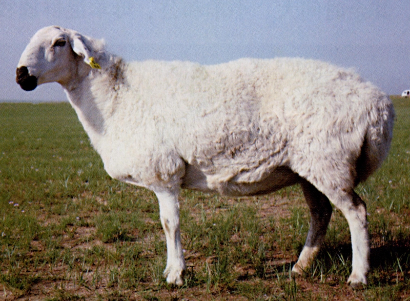 乌珠穆沁羊（母）